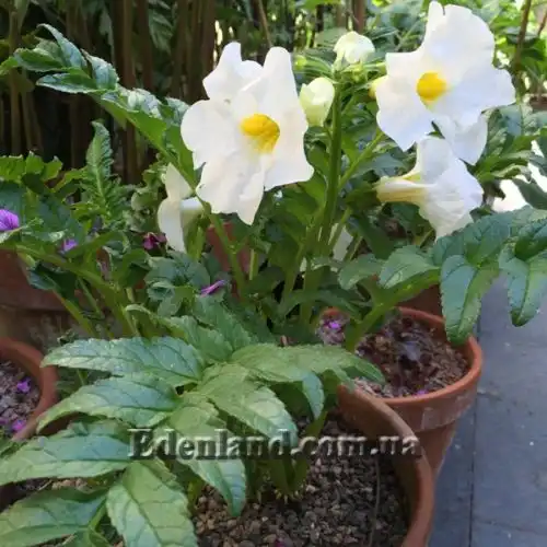 Зображення Інкарвілея Делавея - Incarvillea Delavayi