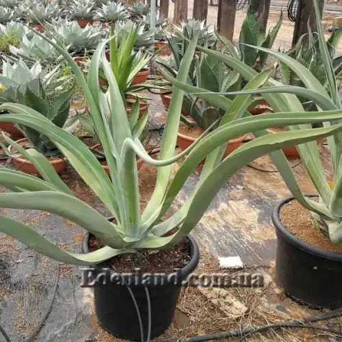 Изображение Агава Вильморена - Agave vilmoriniana