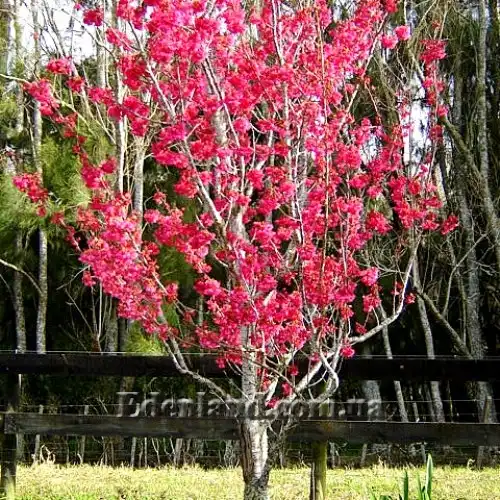 Изображение цветущее дерево