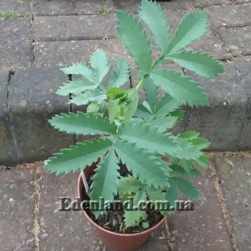 Зображення Меліантус великий - Melianthus major 