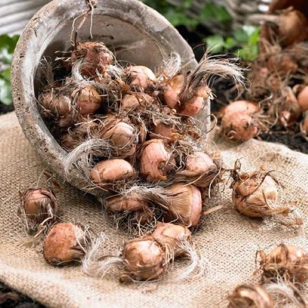 Изображение Крокосмия Новые гибриды  - Crocosmia New Hybrids 