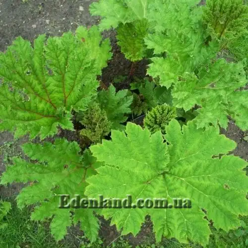 Изображение молодое растение