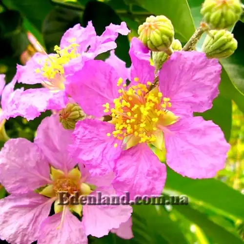 Изображение цветок