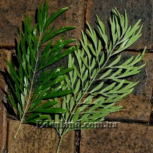 Изображение Гревиллея мощная - Grevillea robusta 