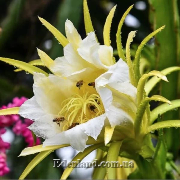 Изображение цветок