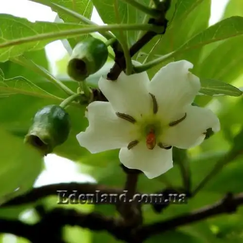 Зображення Тамілнадія болотна - Tamilnadia uliginosa