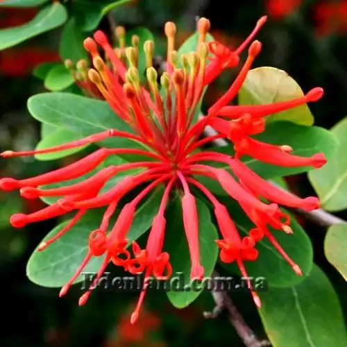 Изображение цветы и бутоны