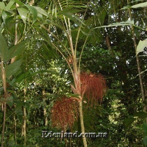 Зображення Геонома Муреана  - Geonoma mooreana