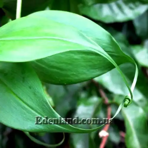 Изображение Глориоза роскошная желтая - Gloriosa superba Yellow 