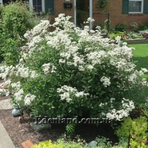 Изображение Клематис прямой - Clematis recta