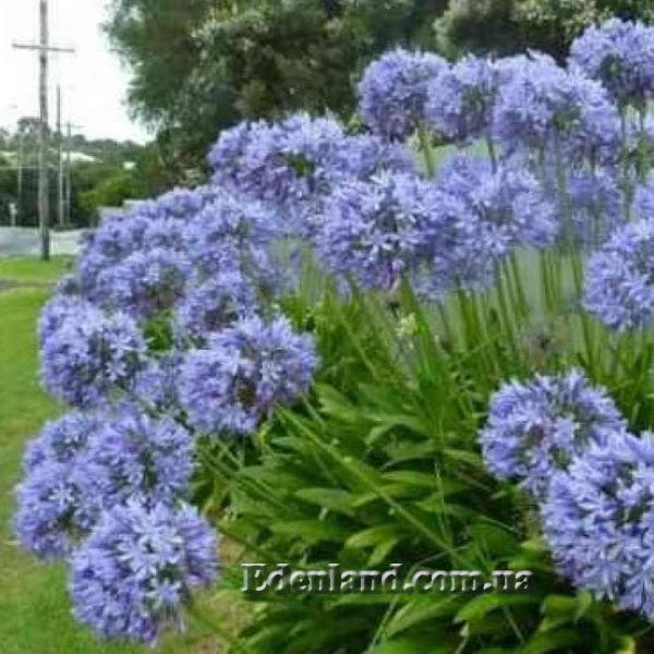 Изображение Агапантус карликовый голубой  - Agapanthus nana blue