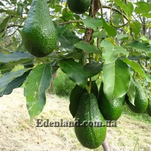 Изображение плодоношение