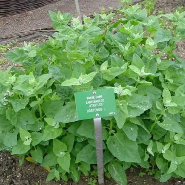 Изображение Атриплекс садовый  - Atriplex hortensis