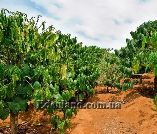 Изображение Кофейная плантация