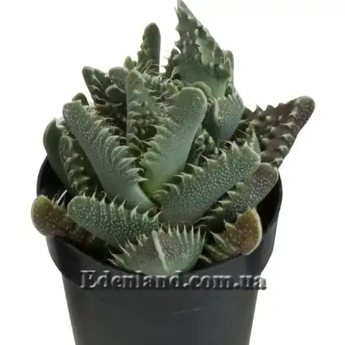 Изображение Фаукария тигриная - Faucaria tigrina 