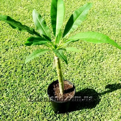 Изображение двухлетний саженец