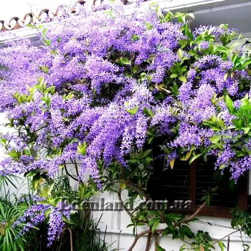 Изображение Петрея вьющаяся - Petrea volubilis