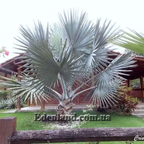 Изображение Бисмаркия благородная серебристая - Bismarckia nobilis Silver