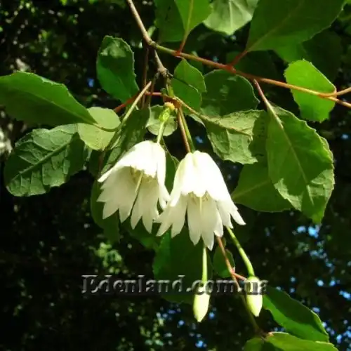 Зображення Крінодендрон Патагуа - Crinodendron patagua