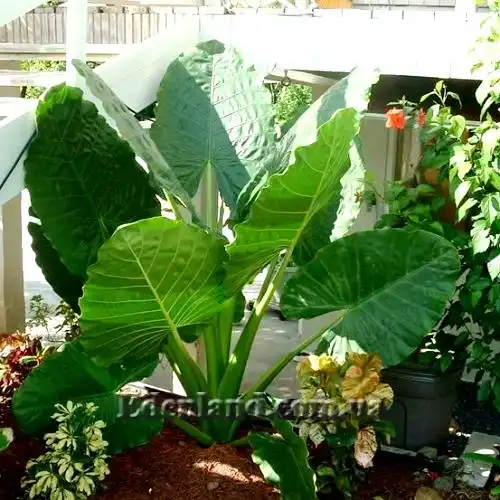 Изображение Алоказия пахучая - Alocasia odora