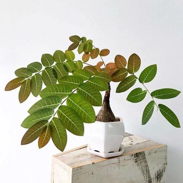 Зображення Філантус чудовий - Phyllanthus mirabilis 
