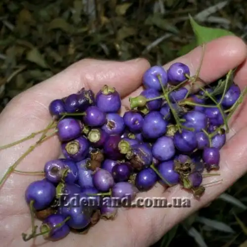 Изображение сбор спелых плодов