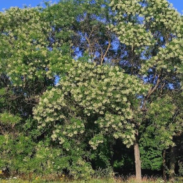 Изображение Стифнолобиум японский  - Styphnolobium japonicum