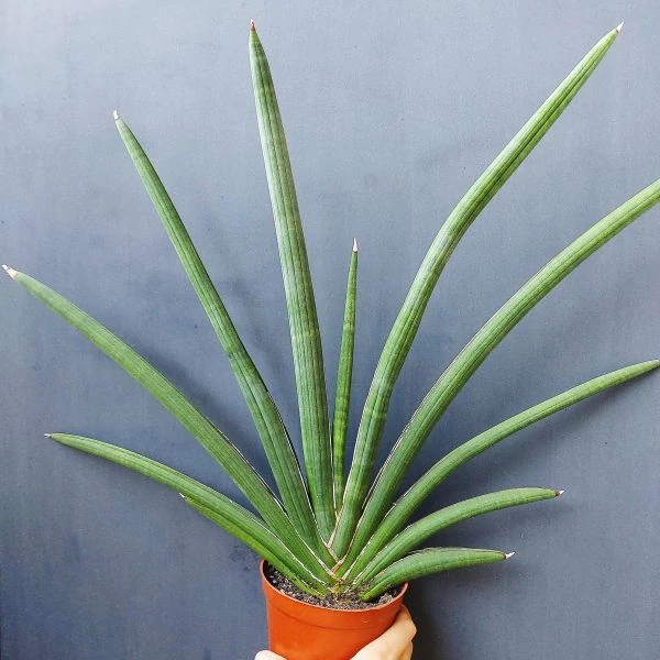 Зображення Драцена Пірсона - Dracaena pearsonii