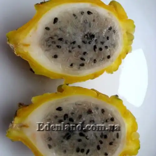 Зображення Гілоцереус великоквітковий - Hylocereus megalanthus 