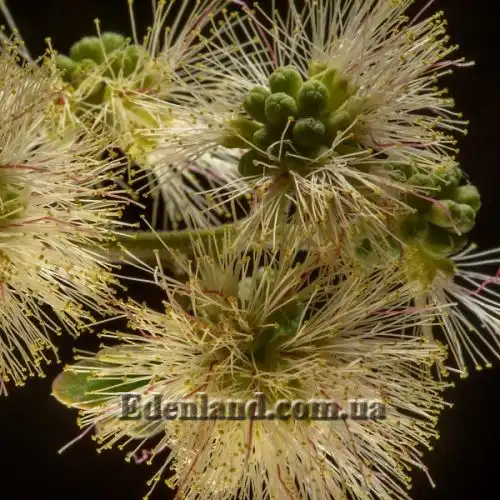 Изображение Питецеллобиум сладкий - Pithecellobium dulce