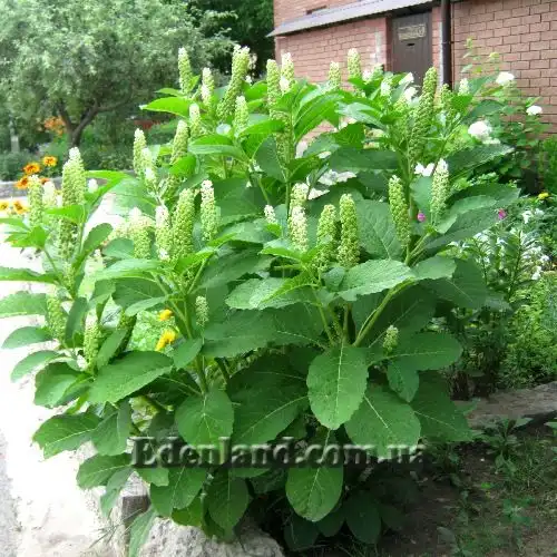 Фітолакка ягідна - Phytolacca acinosa