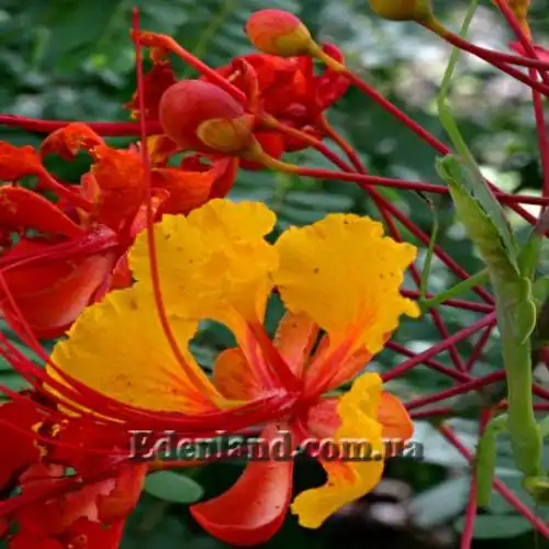 Цезальпінія Гілліса - Caesalpinia gilliesii