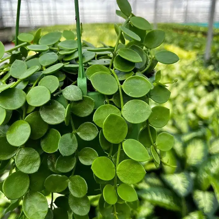 Зображення листя