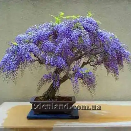 Изображение Жакаранда мимозолистная - Jacaranda mimosifolia