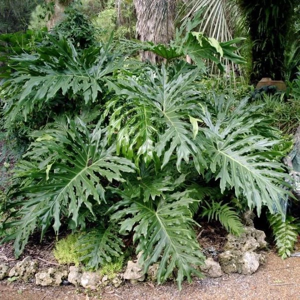 Зображення Тауматофіллум двоперисторозсічений (Філодендрон Селло) - Thaumatophyllum bipinnatifidum 