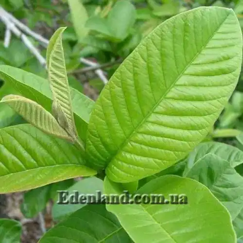 Зображення Псидіум Гуайава - Psidium guajava 