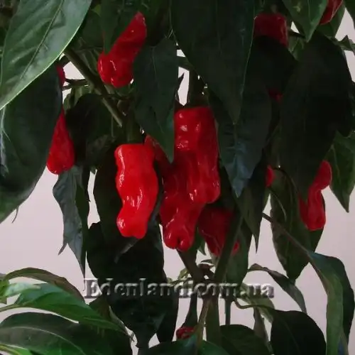 Изображение Перец Петер красный - Peter Pepper Red