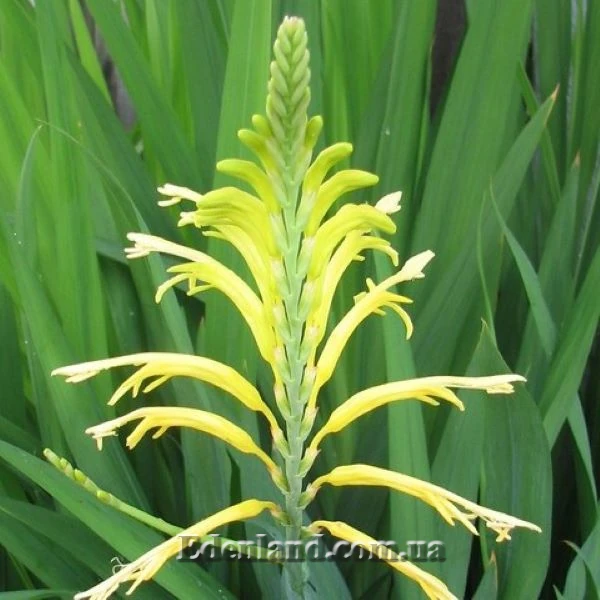 Изображение соцветие