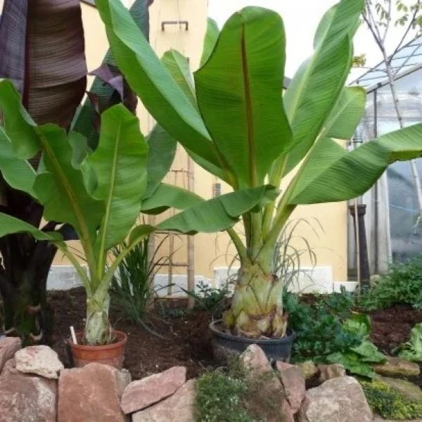 Зображення Енсета Леконгкієта - Ensete lecongkietii