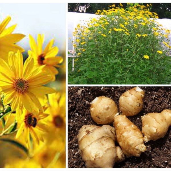 Изображение Helianthus tuberosus (Топинамбур или земляная груша)