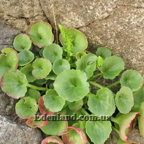 Изображение Умбиликус скальный - Umbilicus rupestris 