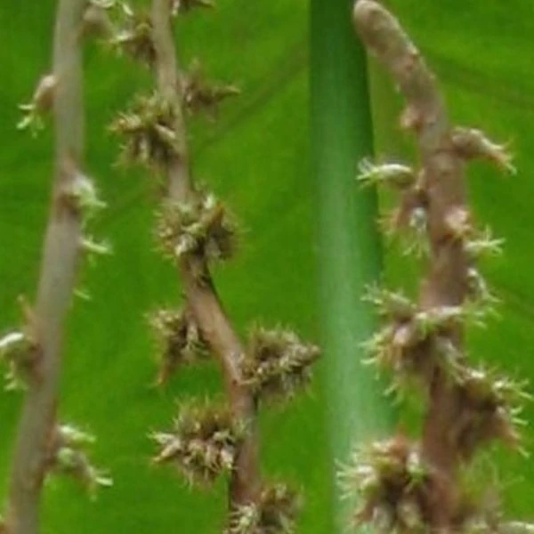 Изображение столоны с бульбочками