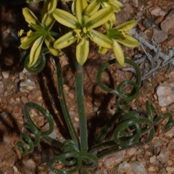 Изображение Койлонокс железистый  - Coilonox glandulosum