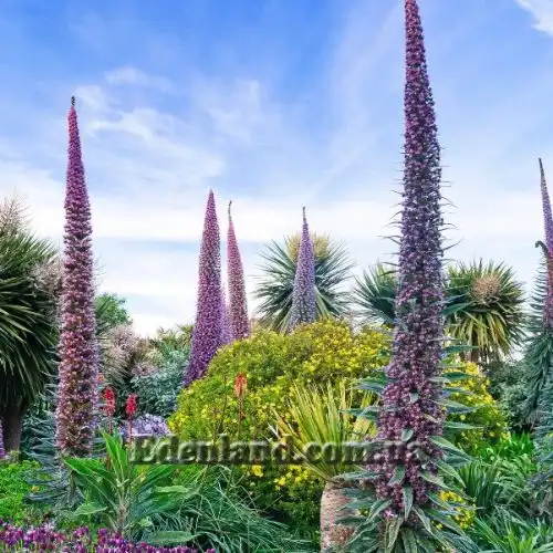 Зображення Ехіум Рожевий Фонтан - Echium Pink Fountain