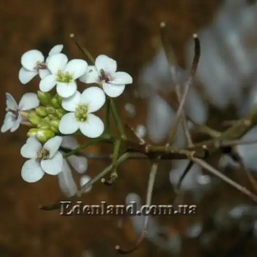 Изображение Настурция лекарственная - Nasturtium officinale