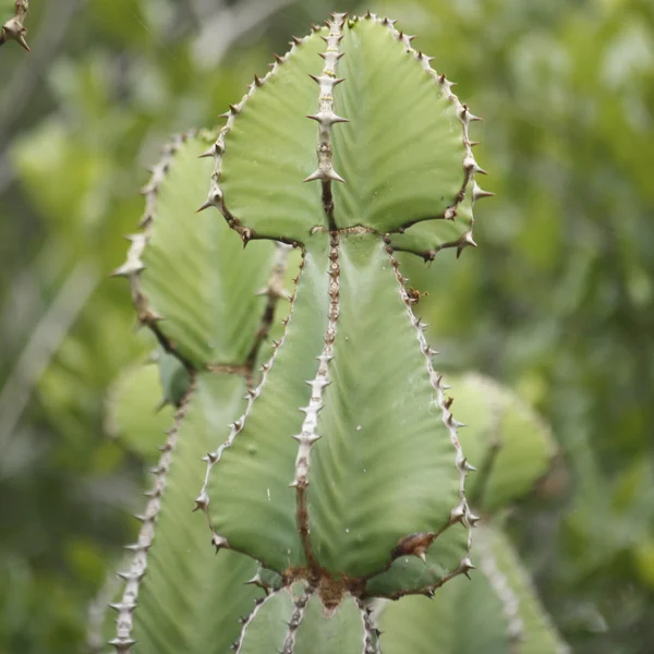 Молочай Купера - Euphorbia cooperi — сегменти