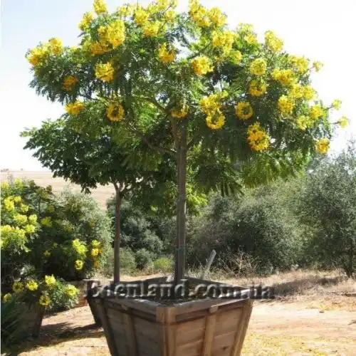 Изображение Кассия тонколистная - Cassia leptophylla 