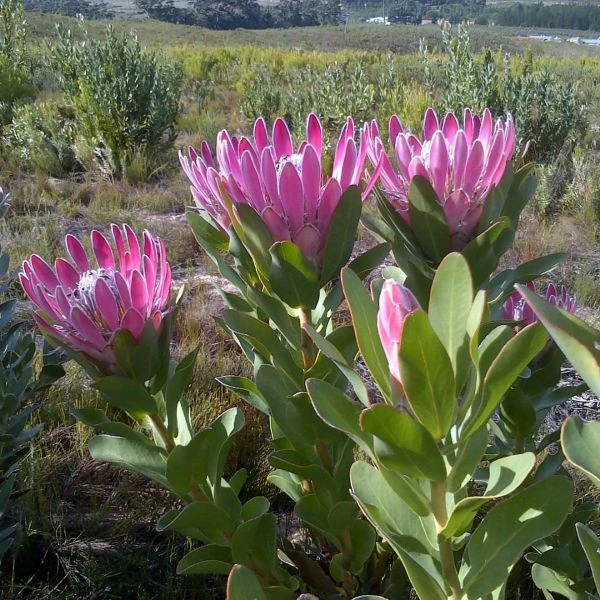 Зображення Протея компактна - Protea compacta 