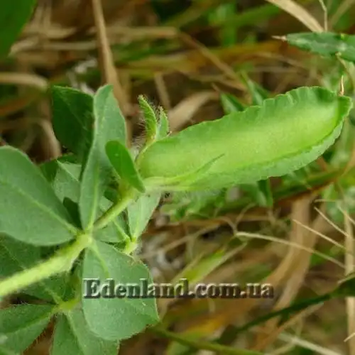 Изображение Четырехкрыльник пурпурный - Tetragonolobus purpureus