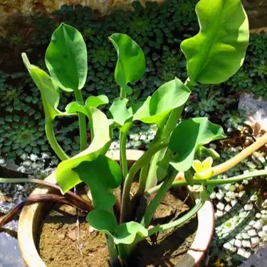 Зображення рослина у горщику